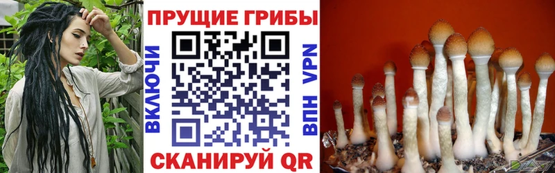Псилоцибиновые грибы Cubensis  Приозерск 
